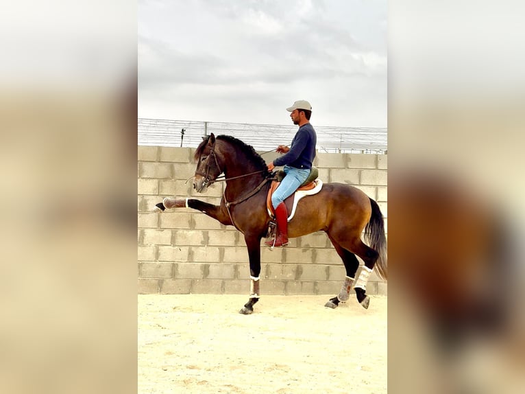 PRE Hengst 4 Jaar 163 cm Zwartschimmel in Jerez