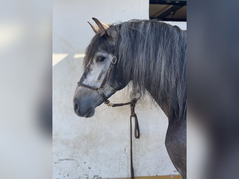 PRE Mix Hengst 4 Jaar 163 cm Zwartschimmel in Lonnig