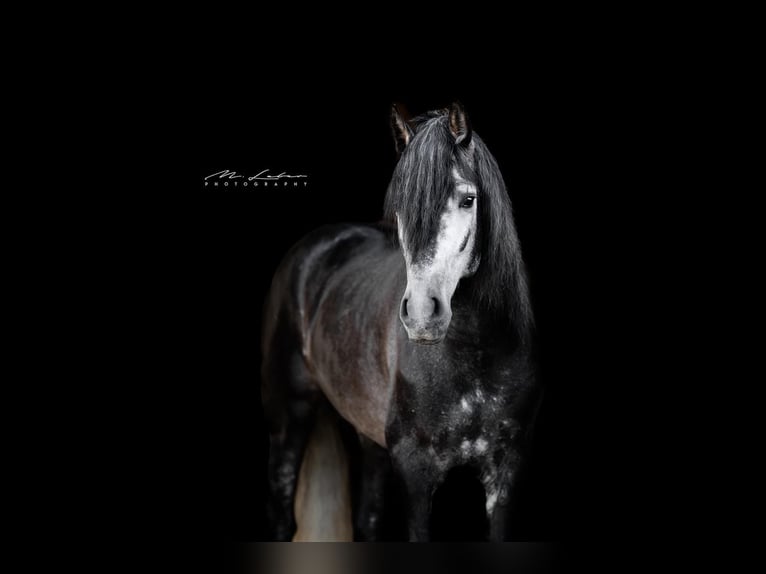 PRE Mix Hengst 4 Jaar 163 cm Zwartschimmel in Lonnig