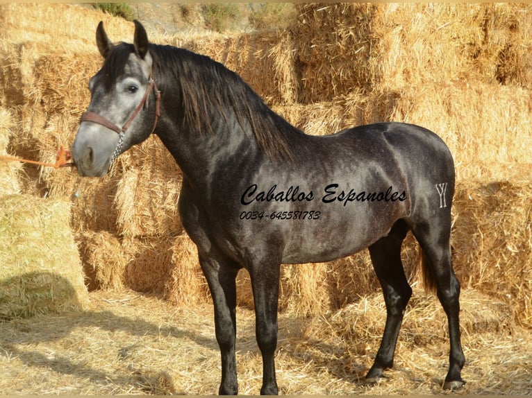 PRE Mix Hengst 4 Jaar 163 cm Zwartschimmel in Vejer de la Frontera