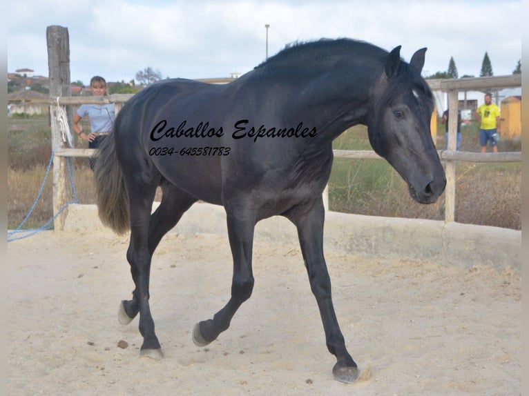 PRE Hengst 4 Jaar 163 cm Zwartschimmel in Vejer de la Frontera