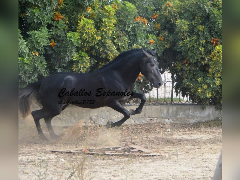 PRE Hengst 4 Jaar 163 cm Zwartschimmel in Vejer de la Frontera