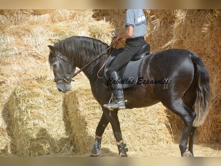 PRE Mix Hengst 4 Jaar 163 cm Zwartschimmel in Vejer de la Frontera