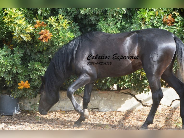 PRE Hengst 4 Jaar 163 cm Zwartschimmel in Vejer de la Frontera