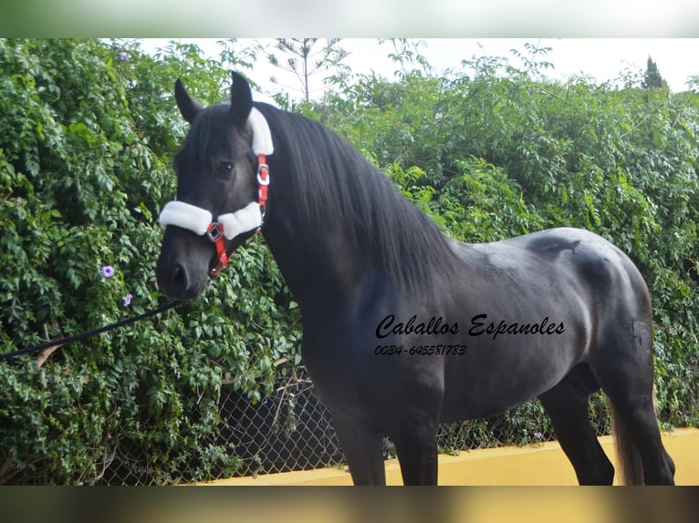 PRE Hengst 4 Jaar 163 cm Zwartschimmel in Vejer de la Frontera