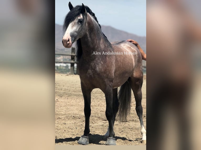 PRE Mix Hengst 4 Jaar 164 cm Appelschimmel in Sevilla