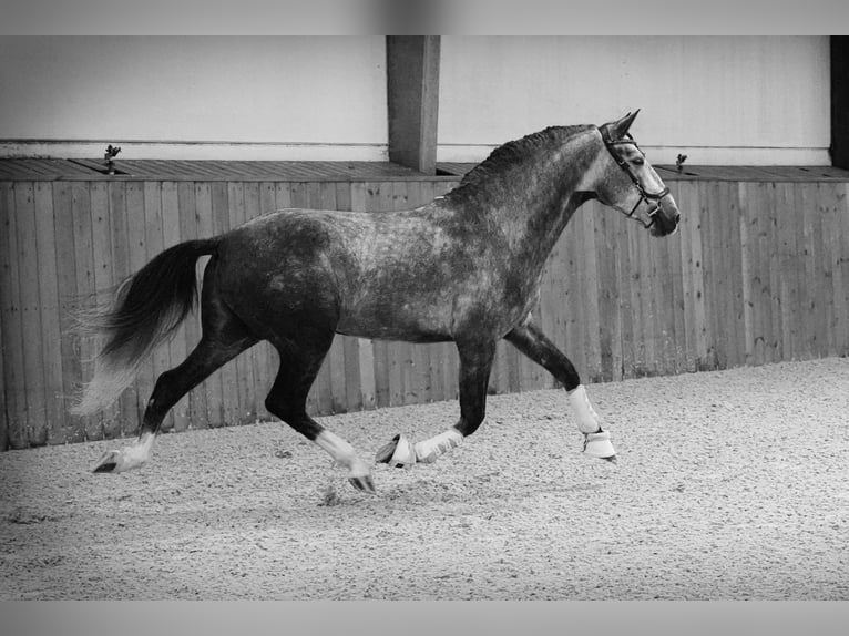 PRE Mix Hengst 4 Jaar 164 cm Appelschimmel in HEUVELLAND