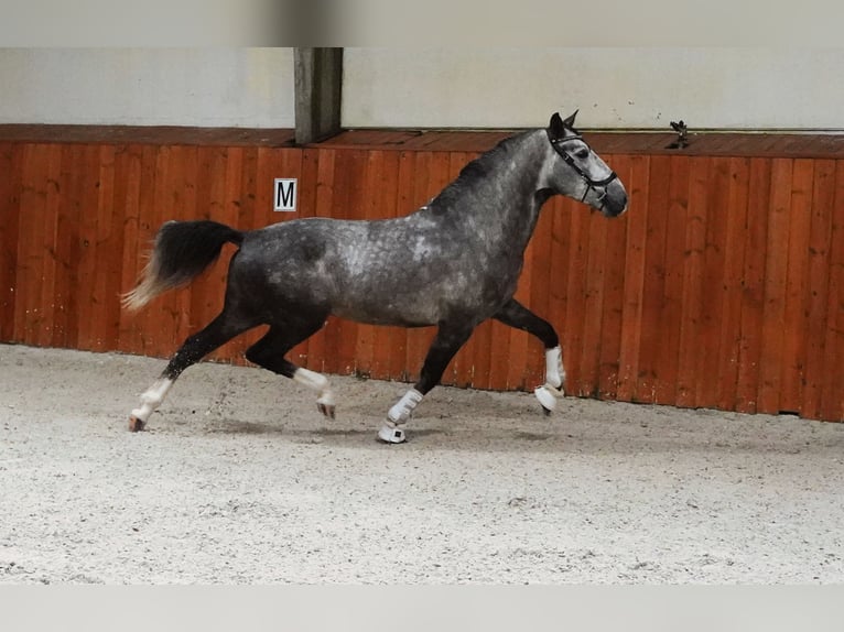 PRE Mix Hengst 4 Jaar 164 cm Appelschimmel in HEUVELLAND