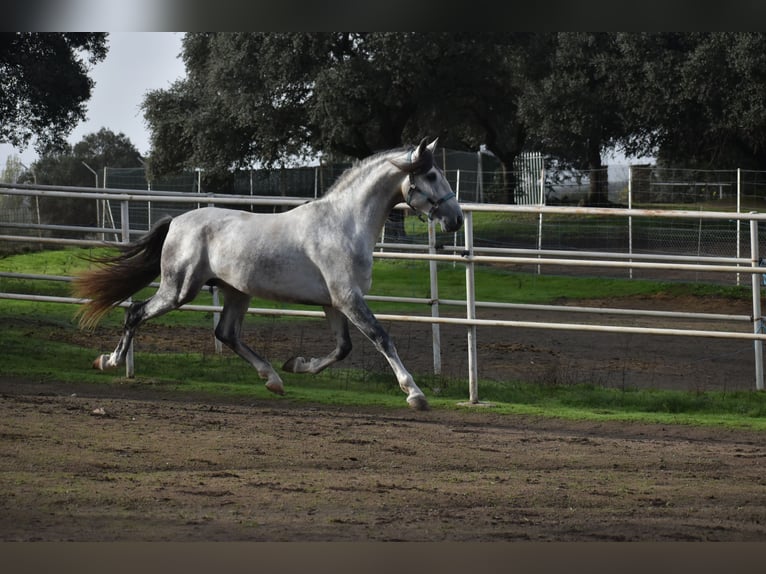 PRE Hengst 4 Jaar 164 cm Appelschimmel in Sevilla