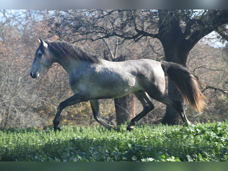 PRE Hengst 4 Jaar 164 cm Appelschimmel in Sevilla