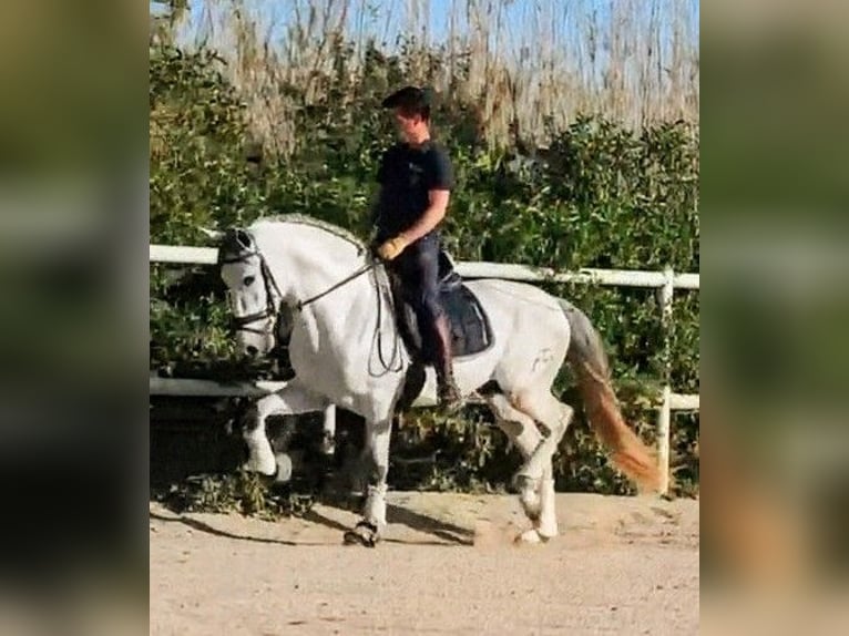 PRE Hengst 4 Jaar 164 cm Appelschimmel in Sevilla