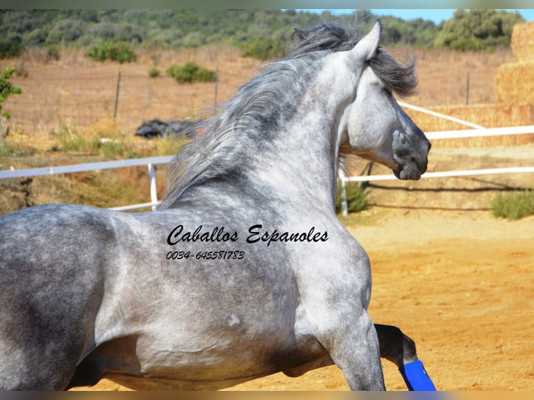 PRE Hengst 4 Jaar 164 cm Appelschimmel in Vejer de la Frontera