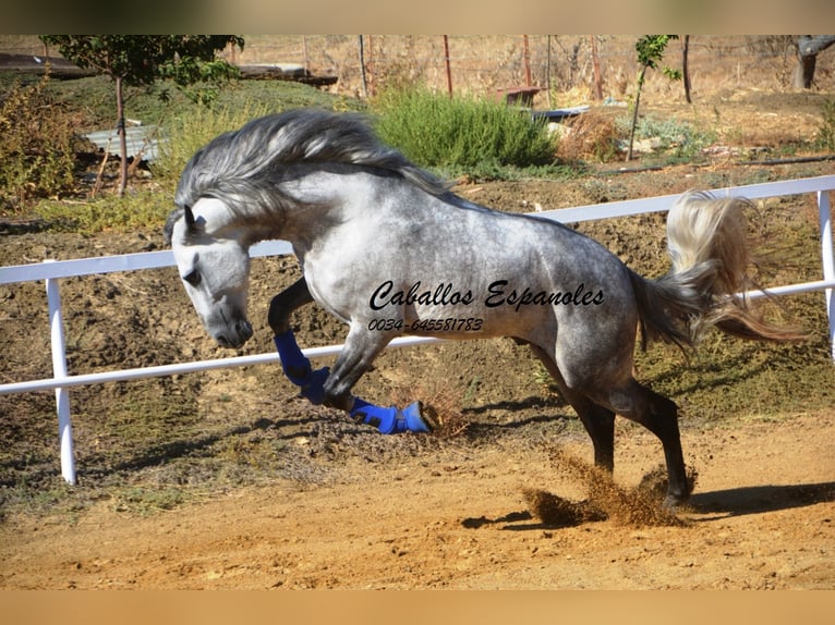 PRE Hengst 4 Jaar 164 cm Appelschimmel in Vejer de la Frontera