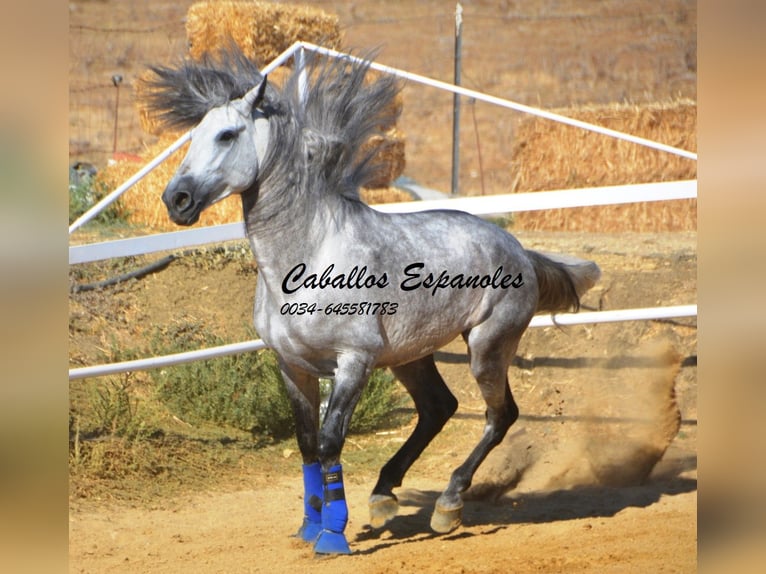 PRE Hengst 4 Jaar 164 cm Appelschimmel in Vejer de la Frontera