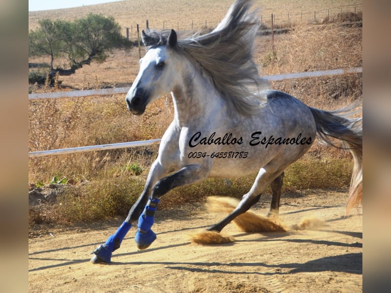 PRE Hengst 4 Jaar 164 cm Appelschimmel in Vejer de la Frontera