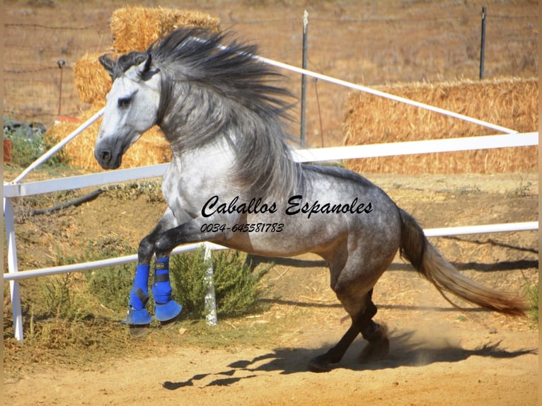 PRE Hengst 4 Jaar 164 cm Appelschimmel in Vejer de la Frontera