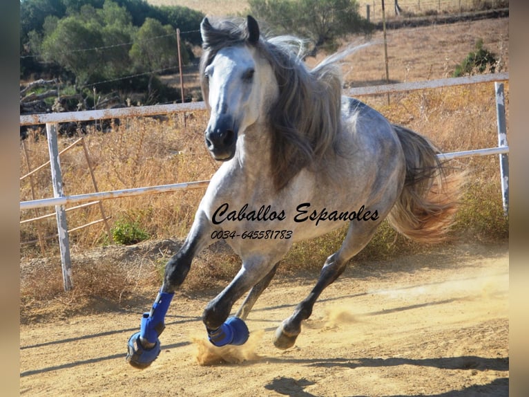 PRE Hengst 4 Jaar 164 cm Appelschimmel in Vejer de la Frontera