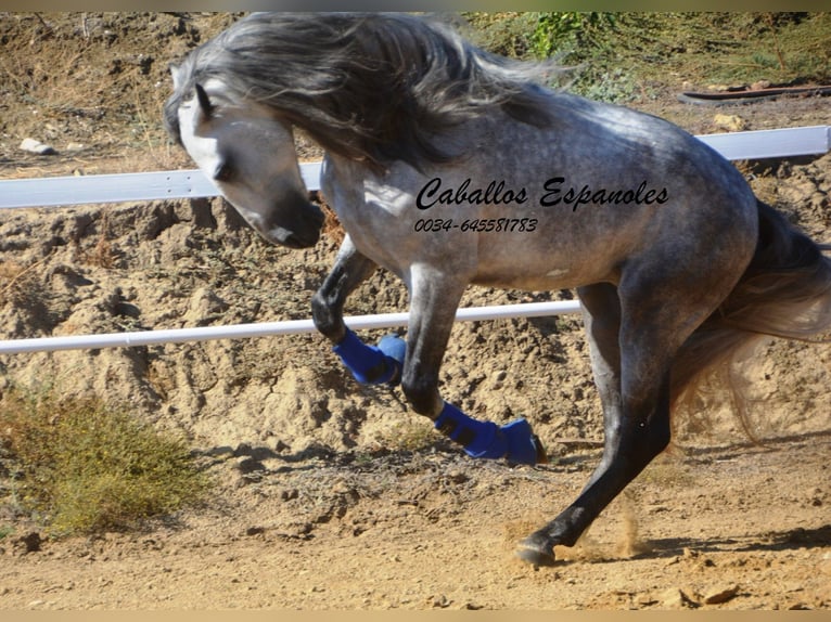 PRE Hengst 4 Jaar 164 cm Appelschimmel in Vejer de la Frontera