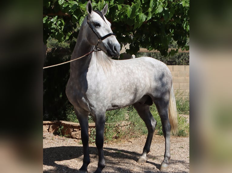 PRE Hengst 4 Jaar 164 cm Appelschimmel in Sagunt/Sagunto
