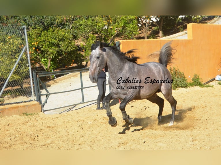PRE Hengst 4 Jaar 164 cm Brown Falb schimmel in Vejer de la Frontera