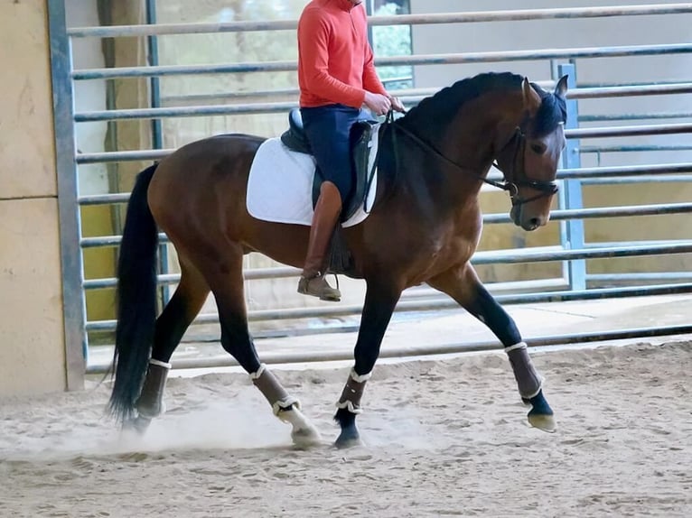 PRE Mix Hengst 4 Jaar 164 cm Bruin in Navas Del Madroño
