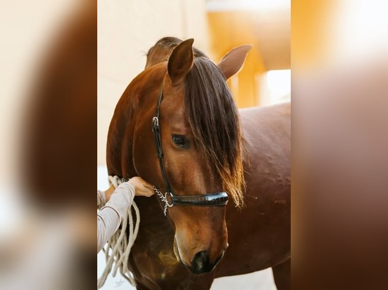 PRE Hengst 4 Jaar 164 cm Bruin in El Catllar