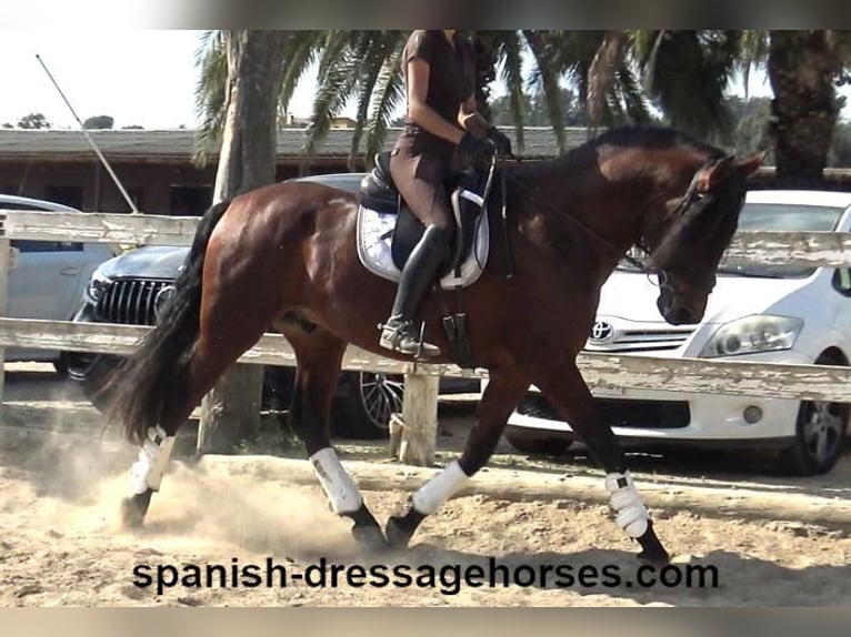 PRE Mix Hengst 4 Jaar 164 cm Bruin in Barcelona