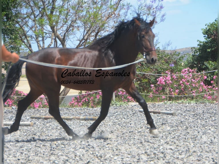 PRE Hengst 4 Jaar 164 cm Bruin in Vejer de la Frontera