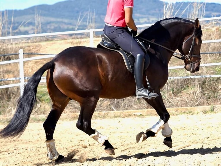 PRE Mix Hengst 4 Jaar 164 cm Bruin in Navas Del Madroño