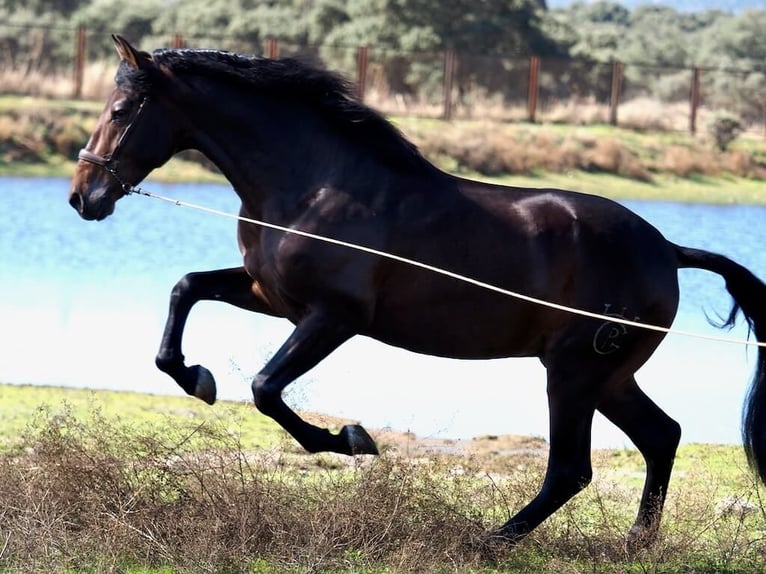 PRE Mix Hengst 4 Jaar 164 cm Bruin in Navas Del Madroño