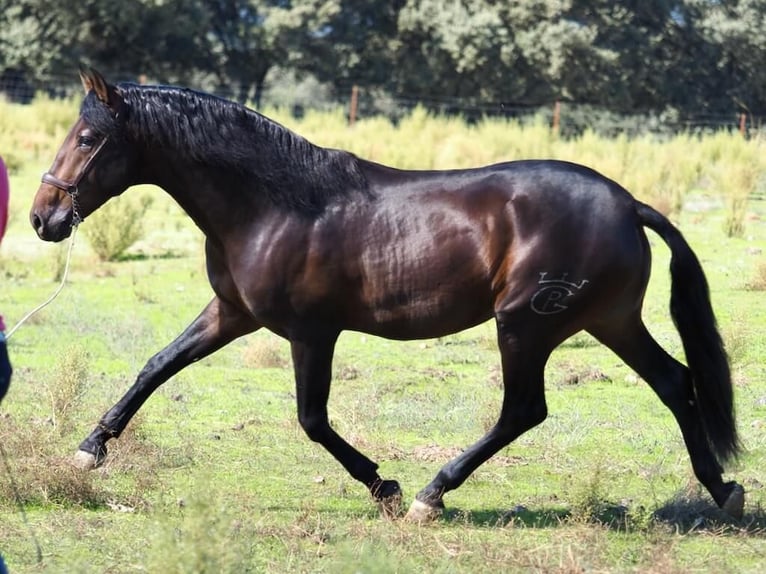 PRE Mix Hengst 4 Jaar 164 cm Bruin in Navas Del Madroño