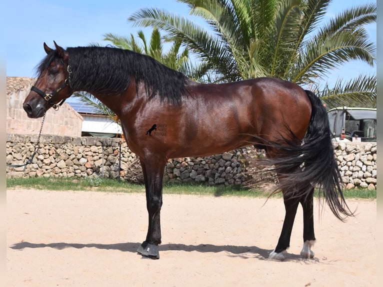 PRE Hengst 4 Jaar 164 cm Bruin in Menorca