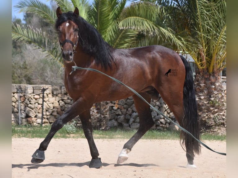 PRE Hengst 4 Jaar 164 cm Bruin in Menorca