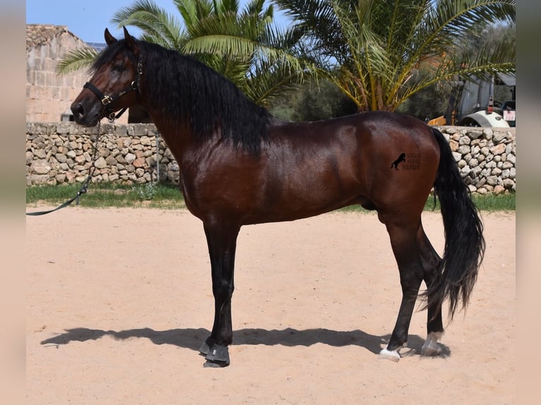 PRE Hengst 4 Jaar 164 cm Bruin in Menorca