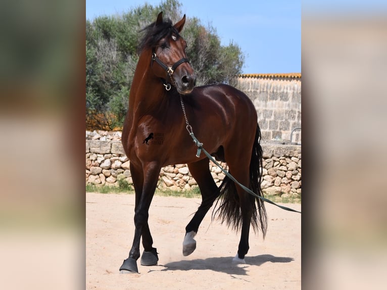 PRE Hengst 4 Jaar 164 cm Bruin in Menorca