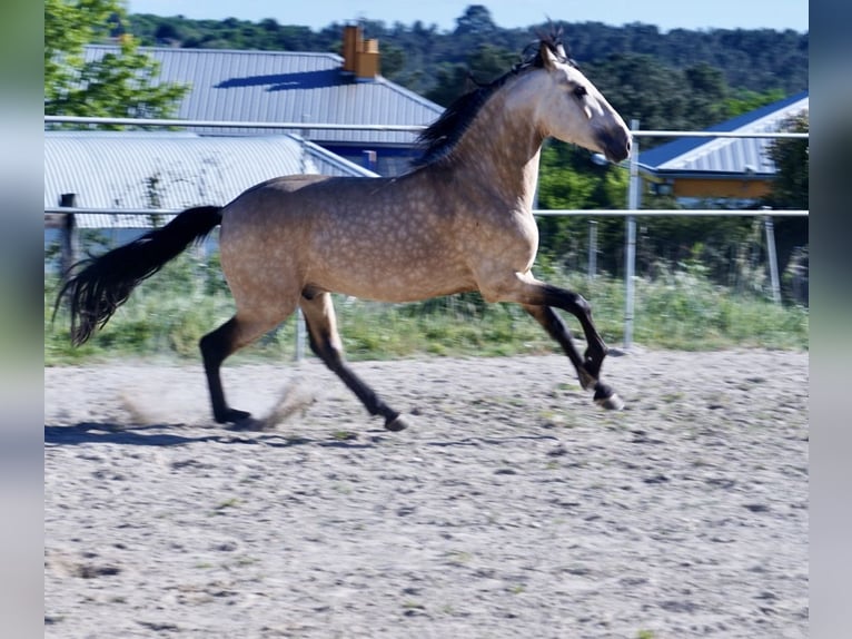 PRE Hengst 4 Jaar 164 cm Buckskin in Ourense