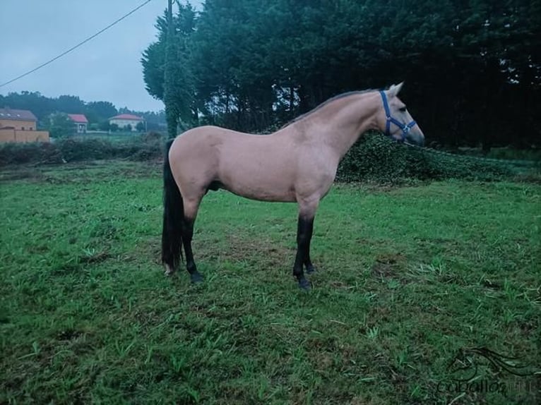 PRE Hengst 4 Jaar 164 cm Buckskin in Galicien