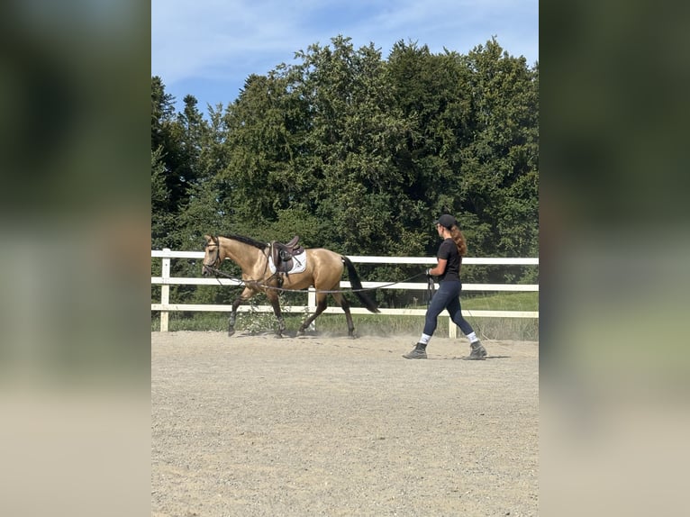 PRE Mix Hengst 4 Jaar 164 cm Falbe in Sigmarszell