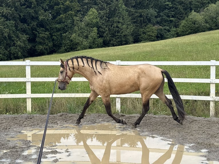 PRE Mix Hengst 4 Jaar 164 cm Falbe in Sigmarszell