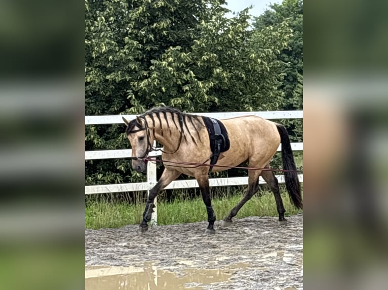PRE Mix Hengst 4 Jaar 164 cm Falbe in Sigmarszell