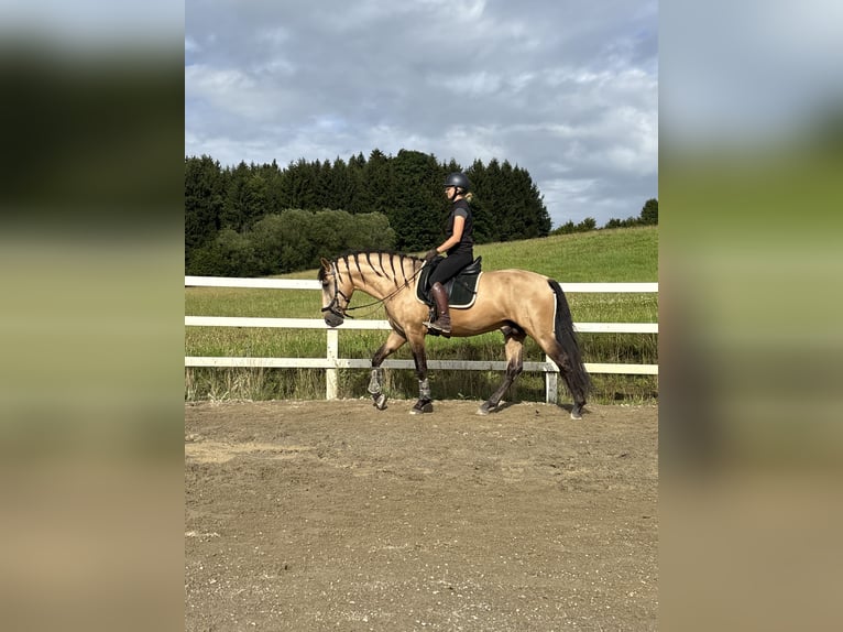 PRE Mix Hengst 4 Jaar 164 cm Falbe in Sigmarszell