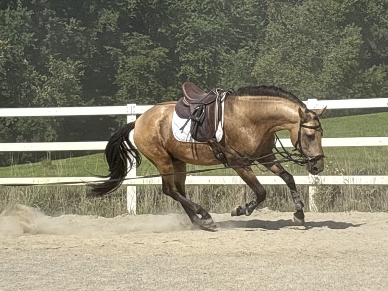 PRE Mix Hengst 4 Jaar 164 cm Falbe in Sigmarszell