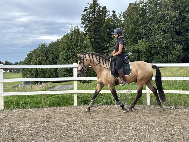 PRE Mix Hengst 4 Jaar 164 cm Falbe in Sigmarszell