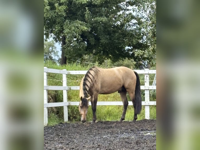 PRE Mix Hengst 4 Jaar 164 cm Falbe in Sigmarszell