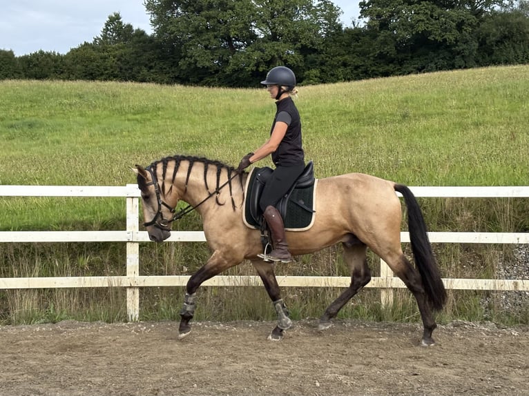 PRE Mix Hengst 4 Jaar 164 cm Falbe in Sigmarszell