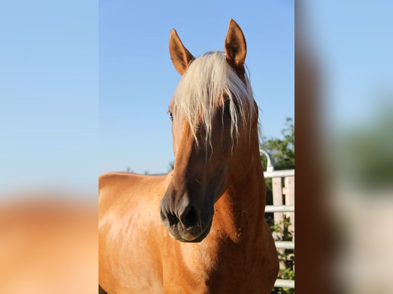 PRE Mix Hengst 4 Jaar 164 cm Palomino in Kirn