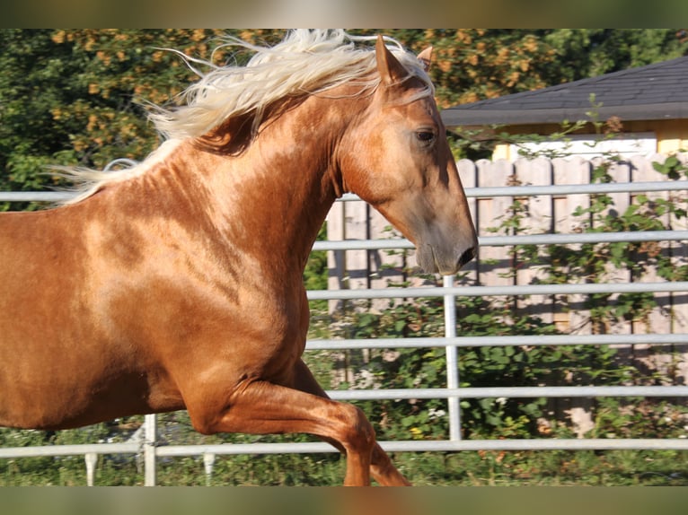 PRE Hengst 4 Jaar 164 cm Palomino in Kirn