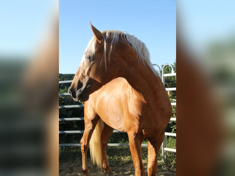 PRE Hengst 4 Jaar 164 cm Palomino in Kirn