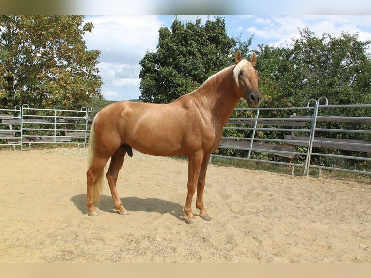 PRE Hengst 4 Jaar 164 cm Palomino in Kirn