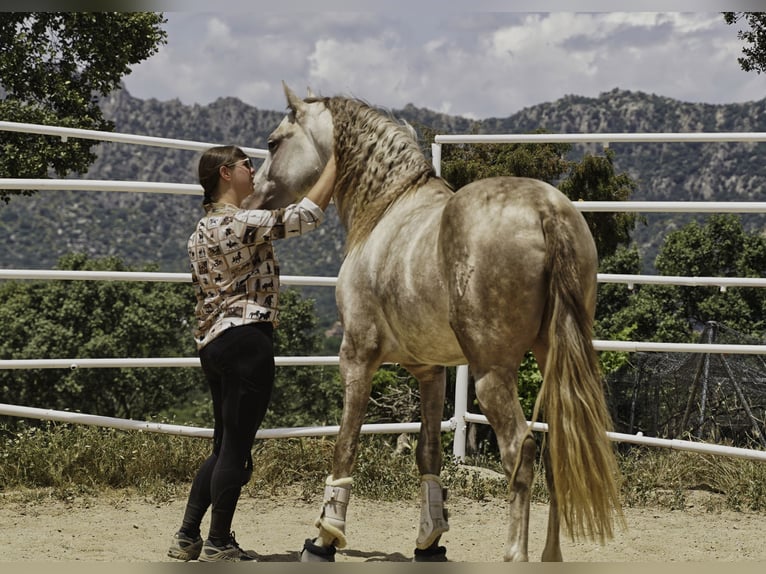 PRE Mix Hengst 4 Jaar 164 cm Pearl in La Cabrera